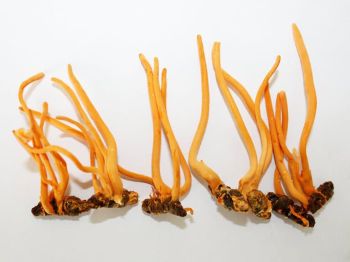 Đông trùng hạ thảo ký chủ nhộng tằm là gì?