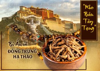 Đông trùng hạ thảo : “Thần dược” cho sức khoẻ vàng