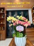 Showroom Cầu Giấy - Hà Nội tại Hà Nội 43 Dương Quảng Hàm,P. Quan Hoa, Q. Cầu Giấy Hà Nội. Phụ trách: Ms Huyền, Mobile: 0904122266